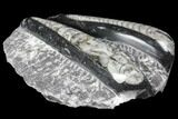 Polished Orthoceras (Cephalopod) Fossils - Morocco #96623-1